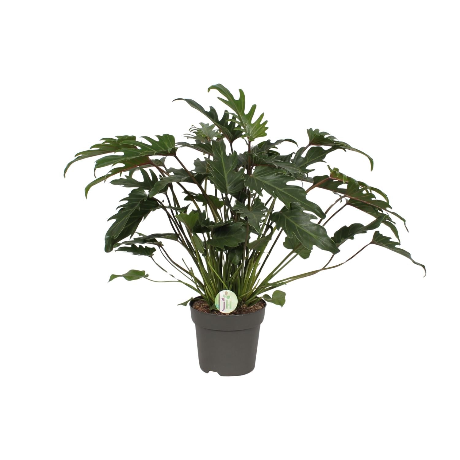 Philodendron Xanadu tropische groene kamerplant.