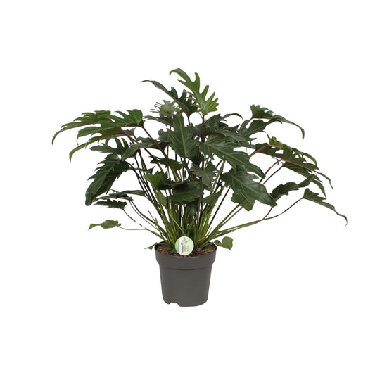 Philodendron Xanadu tropische groene kamerplant.