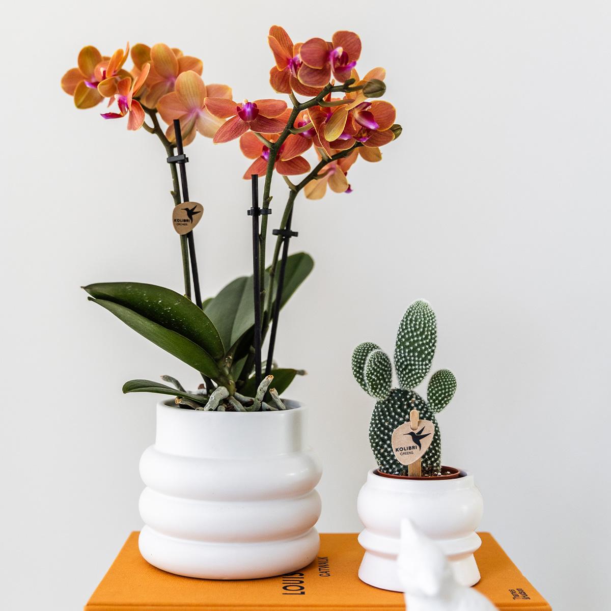 Oranje Phalaenopsis ‘Bolzano’ orchidee met 2 à 3 bloemtakken in een matte witte Bubble sierpot van keramiek – bloeiende kamerplant op tafel in modern interieur.