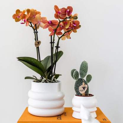 Oranje Phalaenopsis ‘Bolzano’ orchidee met 2 à 3 bloemtakken in een matte witte Bubble sierpot van keramiek – bloeiende kamerplant op tafel in modern interieur.
