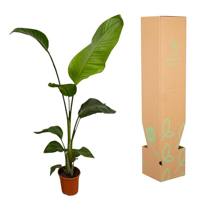 2x Strelitzia Nicolai | Kamerplant