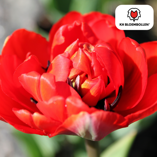 Tulpenbollen Bombastic Red – 20 stuks | Rode Pioentulp Dubbelbloemig