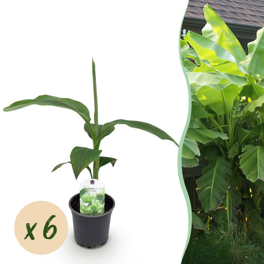 Musa Basjoo bananenplant 6 stuks, winterharde fruitplant met grote groene bladeren voor tuin, border en balkon