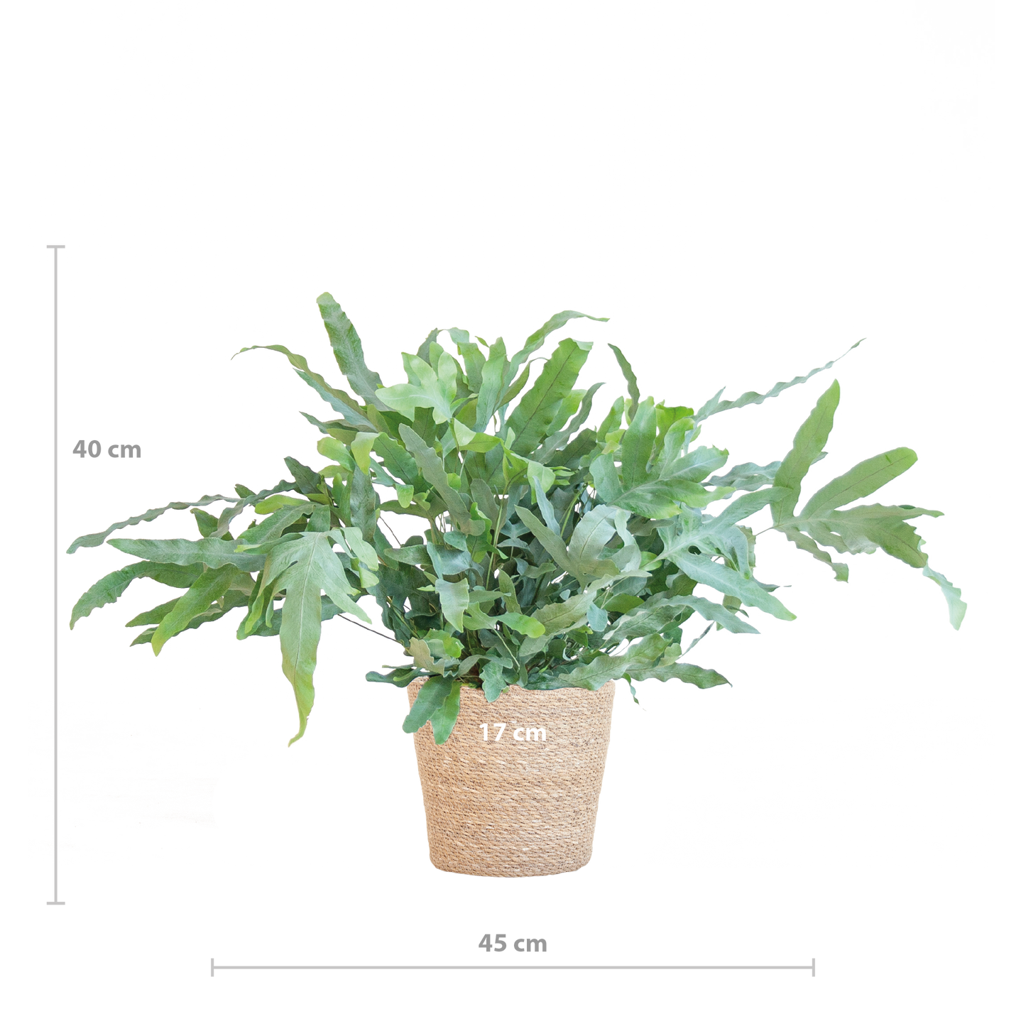 Phlebodium aureum ‘Blue Star’ met Mand Sofia naturel | Kamerplant | Blauwvaren