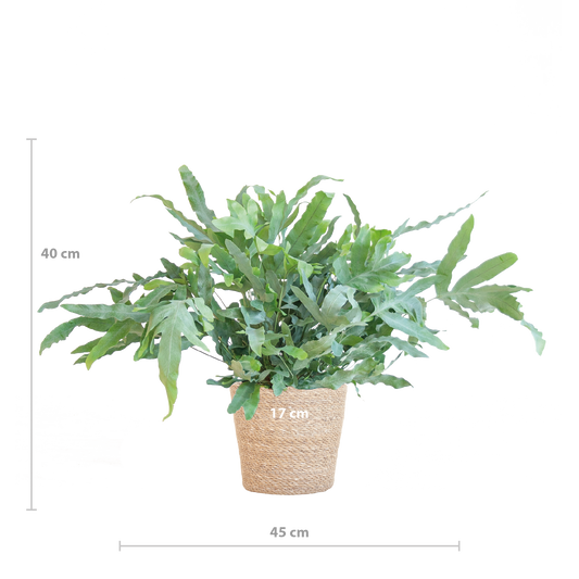 Phlebodium aureum ‘Blue Star’ met Mand Sofia naturel | Kamerplant | Blauwvaren