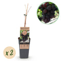 Vitis vinifera ‘Vanessa’ – paarse, pitloze druivenplant, set van 2 planten in pot Ø15cm, hoogte circa 50cm, met zoete druiven."