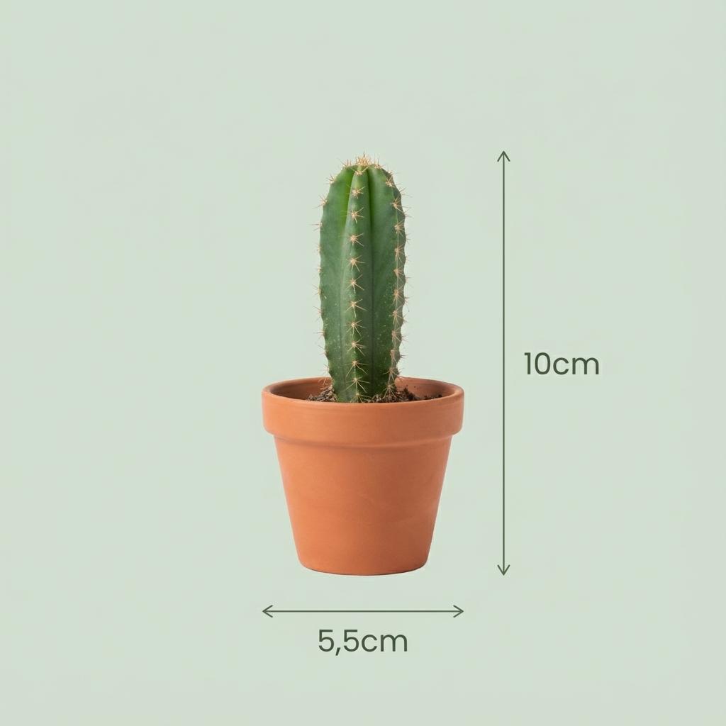 12 x Mini Cactus Mix | Terracotta Potten