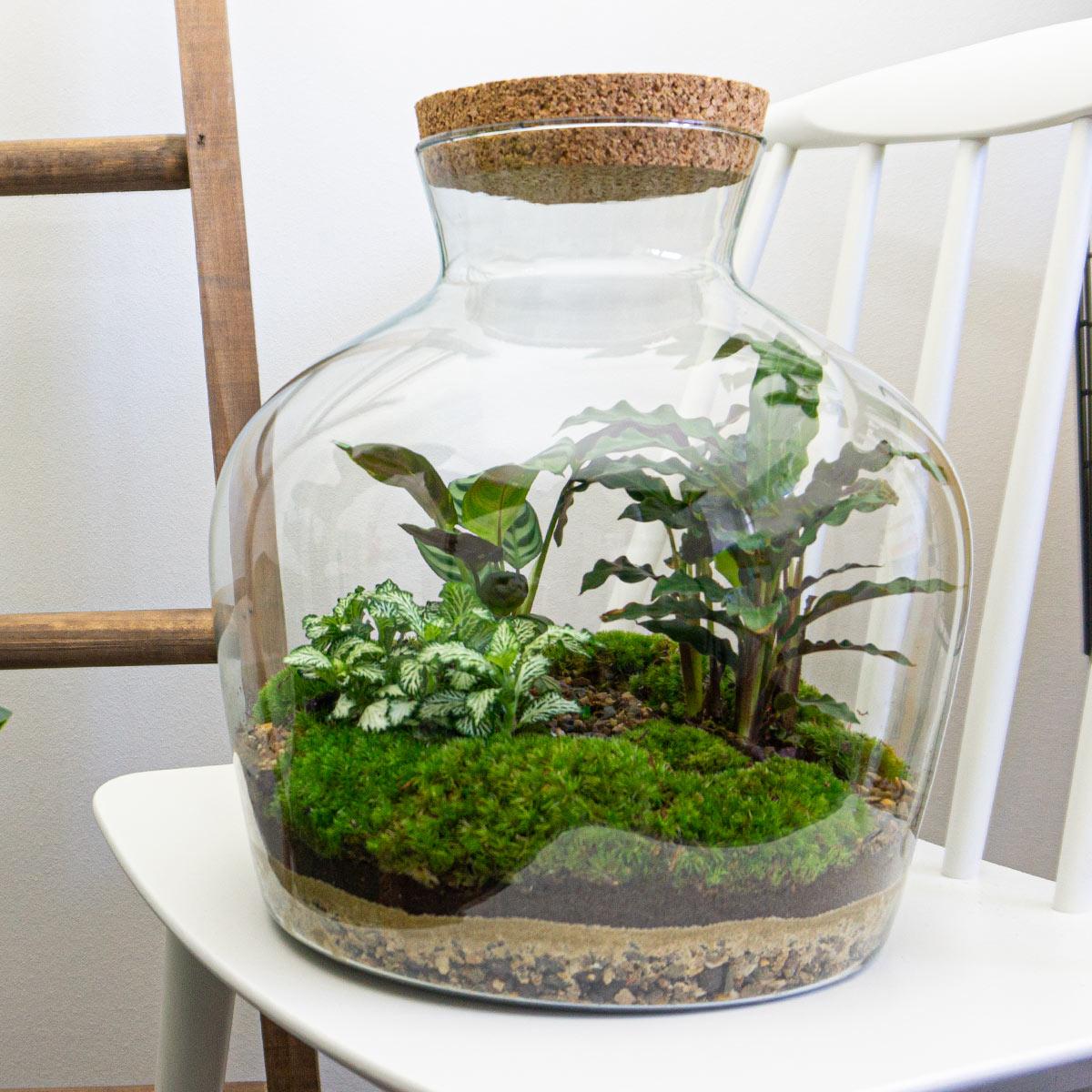 Glazen terrarium met tropisch groen en verlichting.