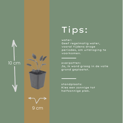 Sanguisorba o. 'Tanna' | Perennial garden plant | Pimpernel