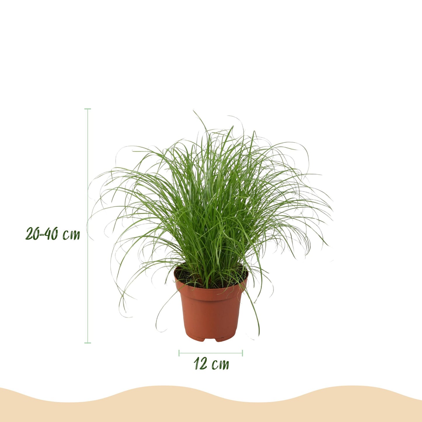4 x Kamerplant | Chlorophytum - Cyperus - Phlebodium - Marantha | Huisdiervriendelijke Planten met pot