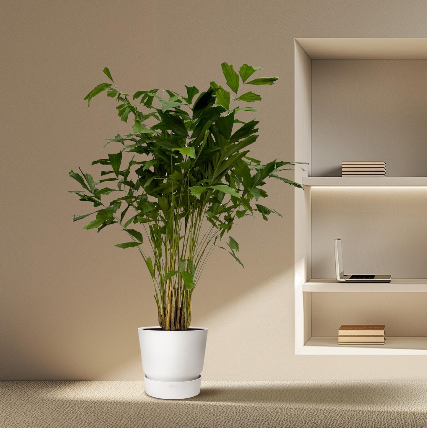 Caryota Mitis | XXL Kamerplant | Visgraatpalm