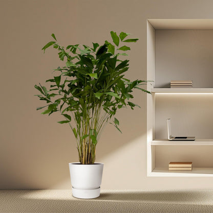 Caryota Mitis | XXL Kamerplant | Visgraatpalm