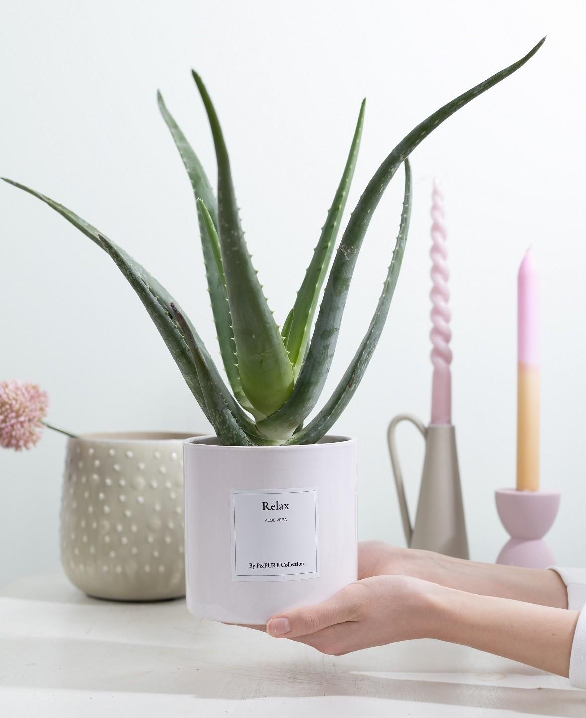 Aloe Vera Gift "Relax" | Met wenskaart