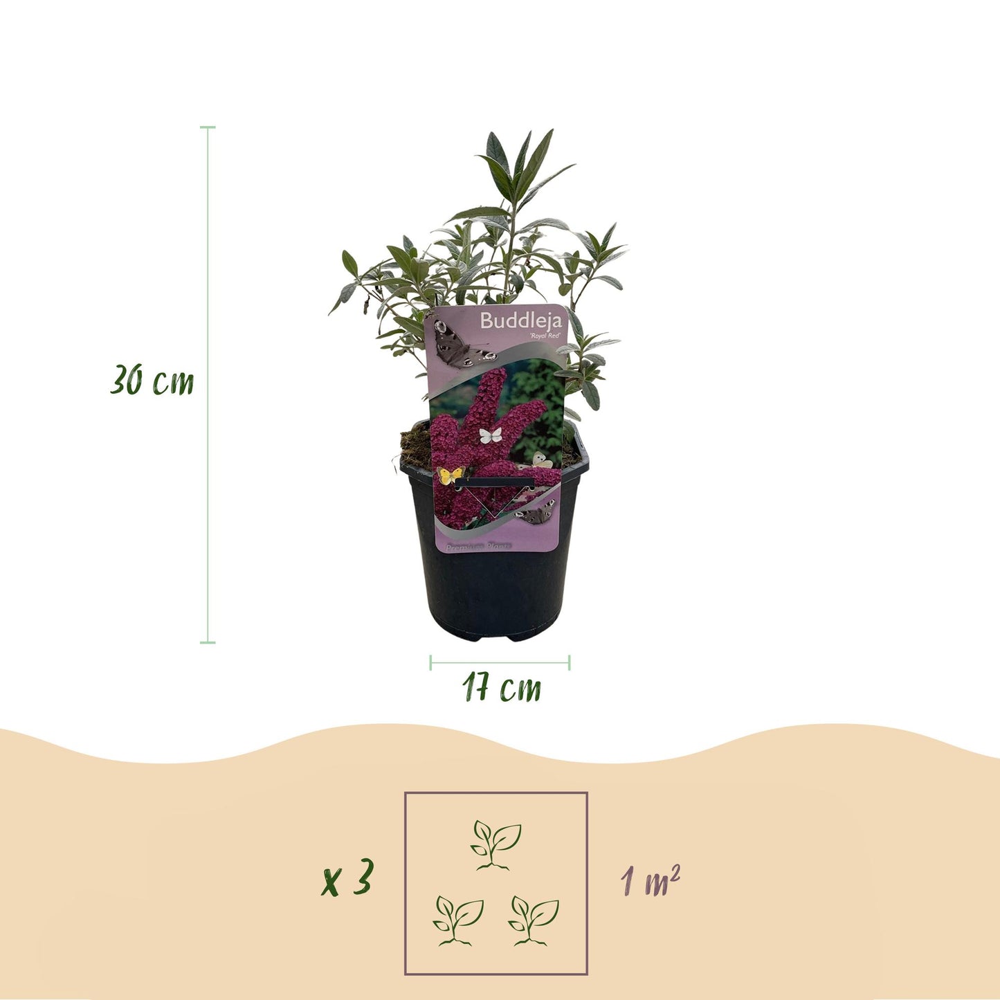 Buddleja davidii Royal Red Vlinderstruik – Dieprode Bloemen – Vlinderlokkend