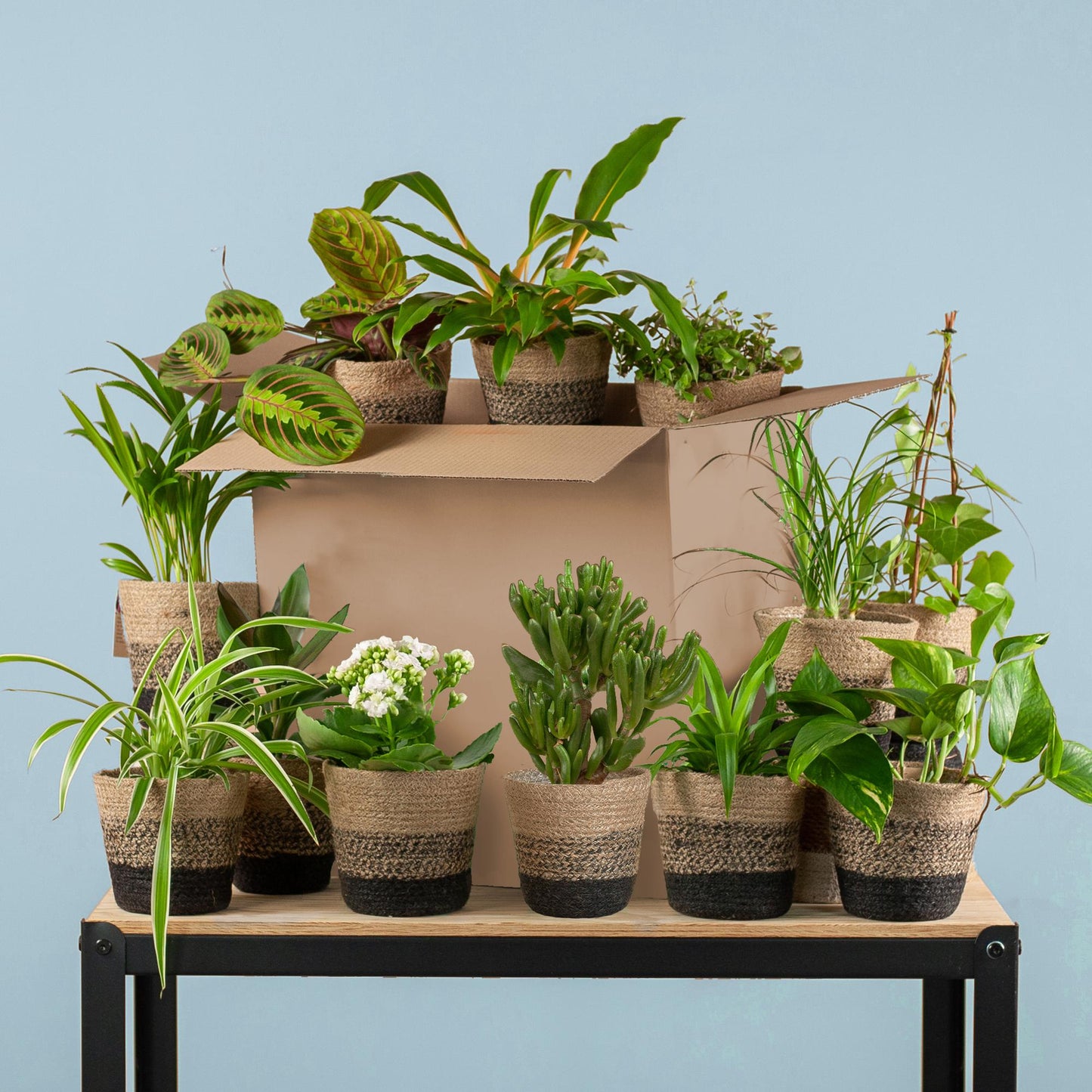 Doos met 12 diverse kamerplanten met kleine schoonheidsfoutjes in duurzame zwarte jute plantenmanden – Groene Kneusjesbox – duurzaam en verrassend