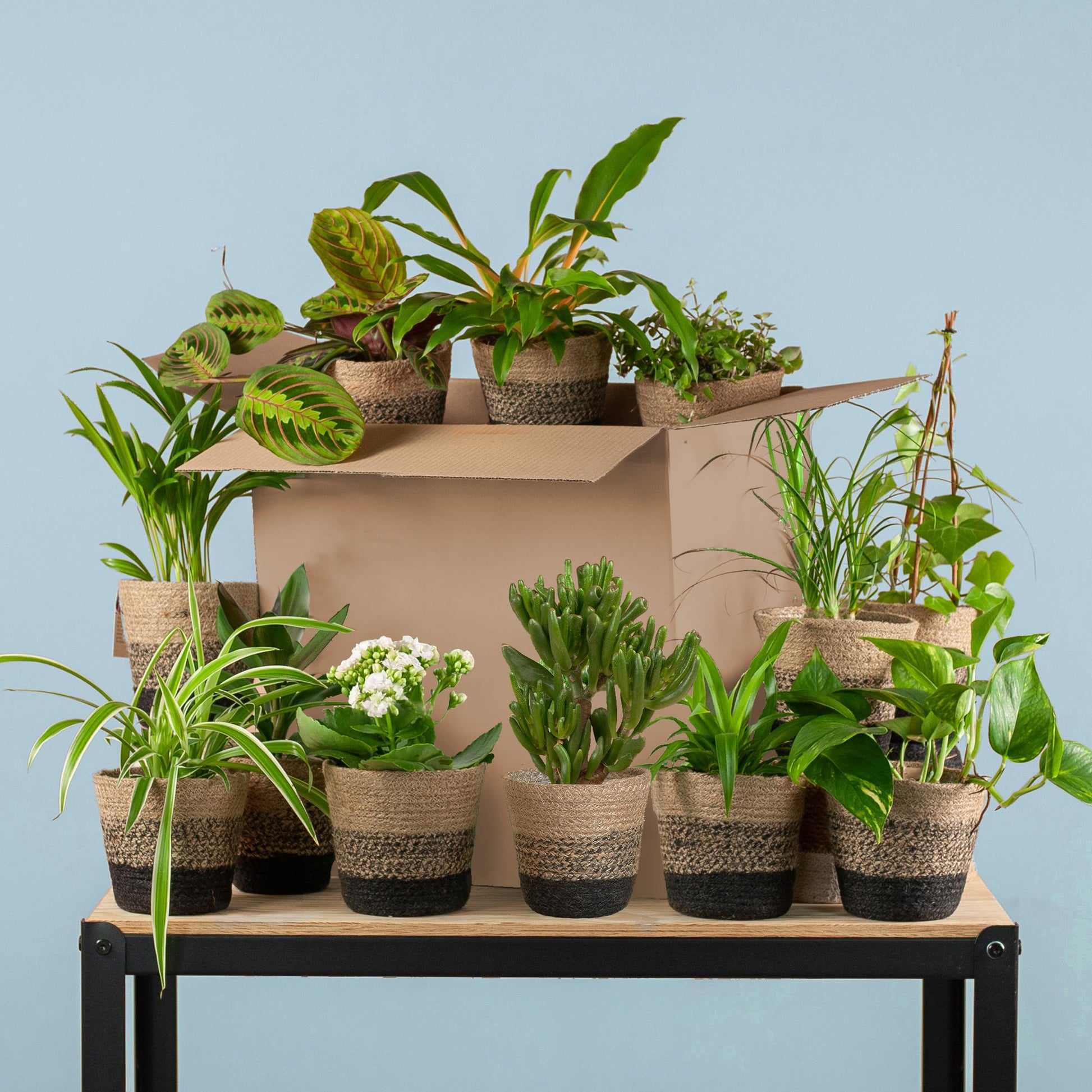 Doos met 12 diverse kamerplanten met kleine schoonheidsfoutjes in duurzame zwarte jute plantenmanden – Groene Kneusjesbox – duurzaam en verrassend