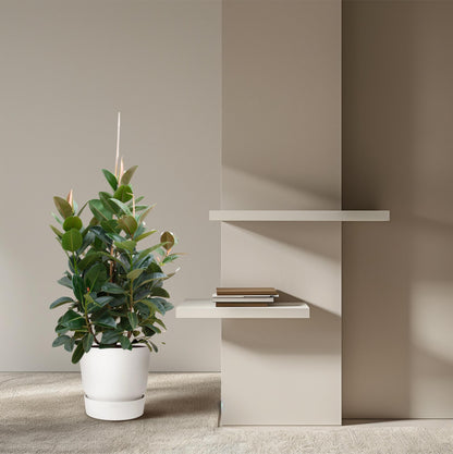 Ficus Robusta vertakte kamerplant – 150 cm hoog, potmaat Ø38, glanzend groene bladeren.