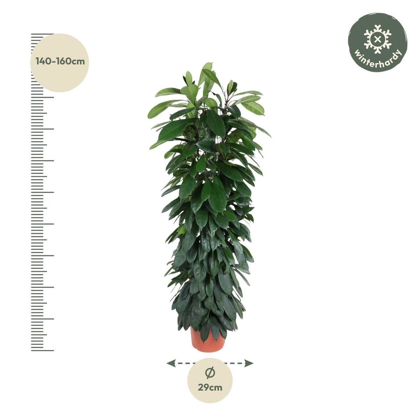Ficus Cyatistipula zuil | Mega Kamerplant