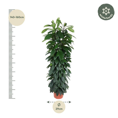 Ficus Cyatistipula zuil | Mega Kamerplant