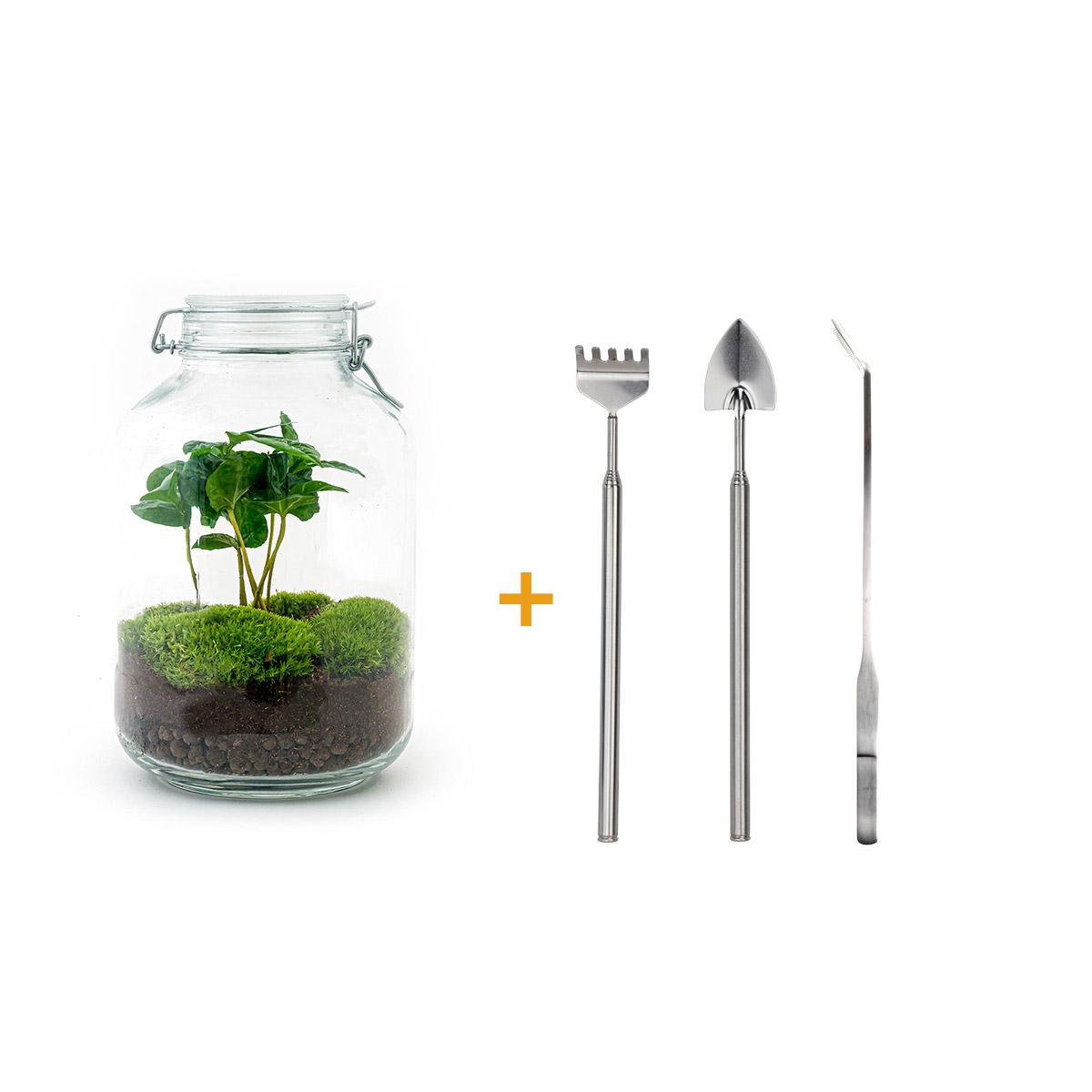 DIY terrarium | Coffea Arabica | Rake + Shovel + Tweezer