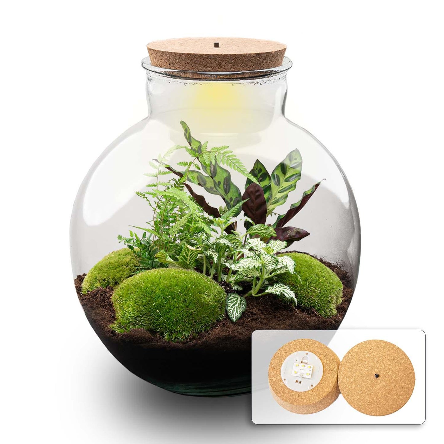 DIY Planten terrarium  | Bolder Bob | Met LED-kurk