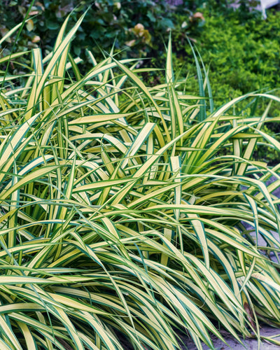 2 x Carex oshimensis 'Evergold' | Prachtig siergras met flair |Tuinplant