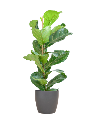 Ficus Lyrata (Vioolbladplant) van 80 cm in een grijze Viber pot Ø21 cm – grote bladeren, duurzaam en stijlvol bij Planttoday