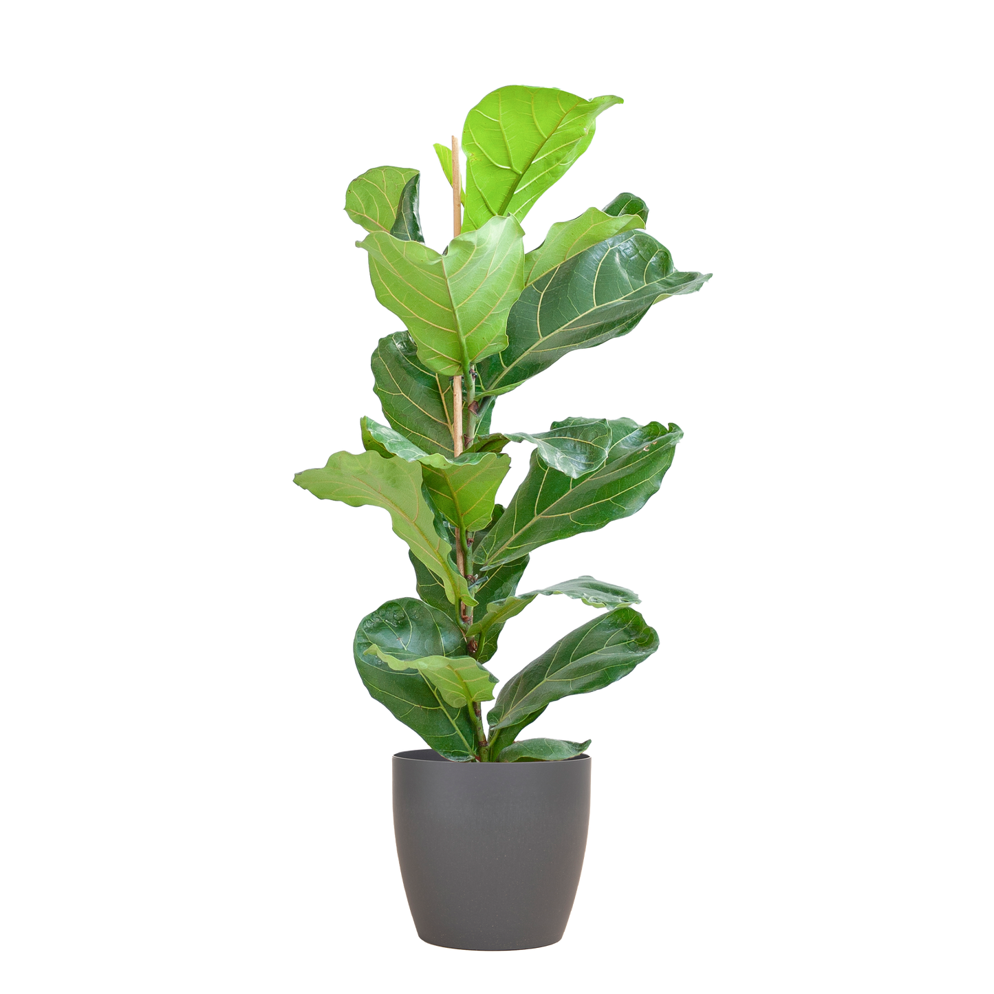 Ficus Lyrata (Vioolbladplant) van 80 cm in een grijze Viber pot Ø21 cm – grote bladeren, duurzaam en stijlvol bij Planttoday