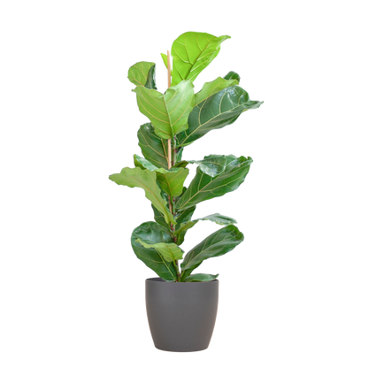 Ficus Lyrata (Vioolbladplant) van 80 cm in een grijze Viber pot Ø21 cm – grote bladeren, duurzaam en stijlvol bij Planttoday