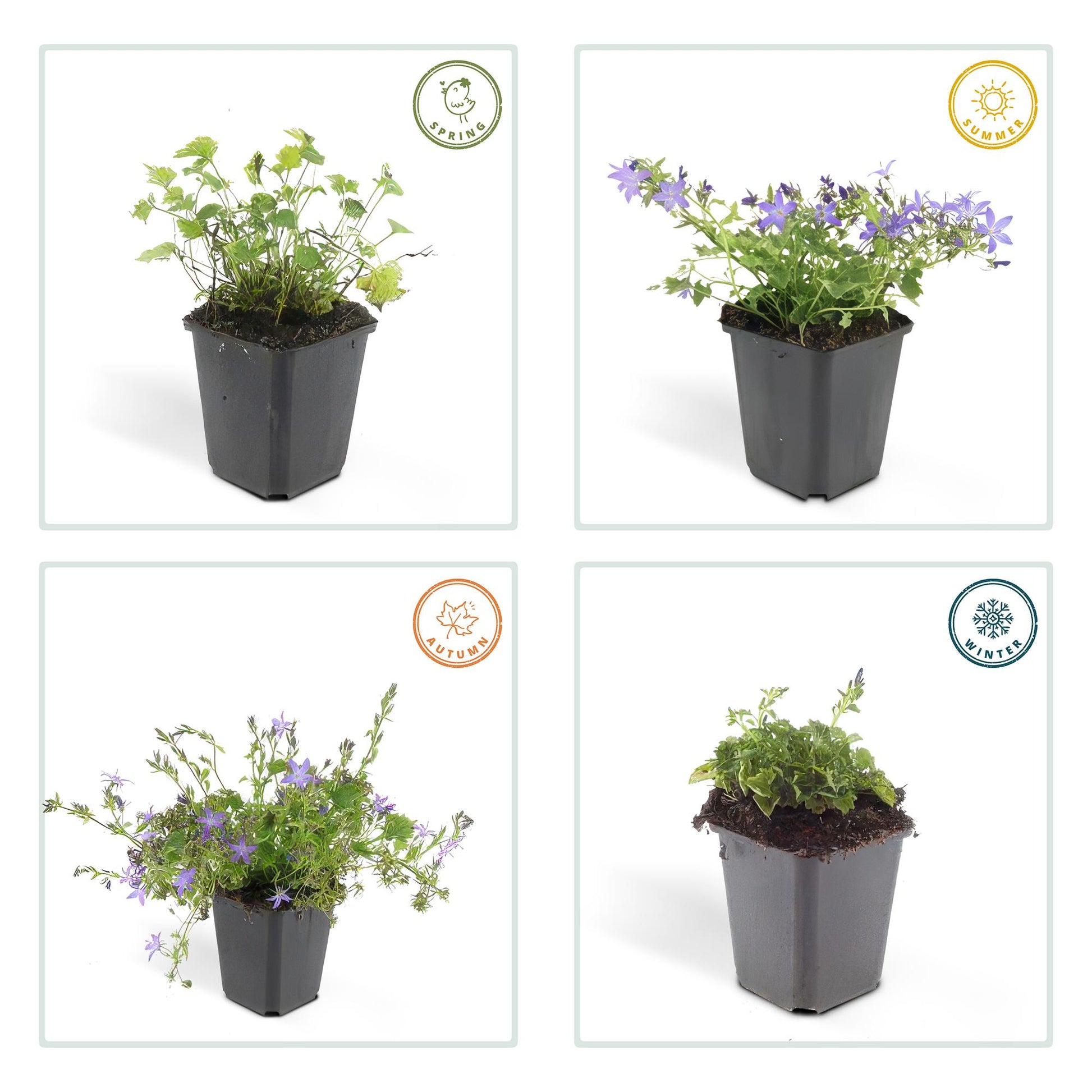 Campanula portenschlagiana ‘Stella’ met blauwe bloemen – laagblijvende bodembedekker voor zon en schaduw, ideaal voor borders en muurtjes