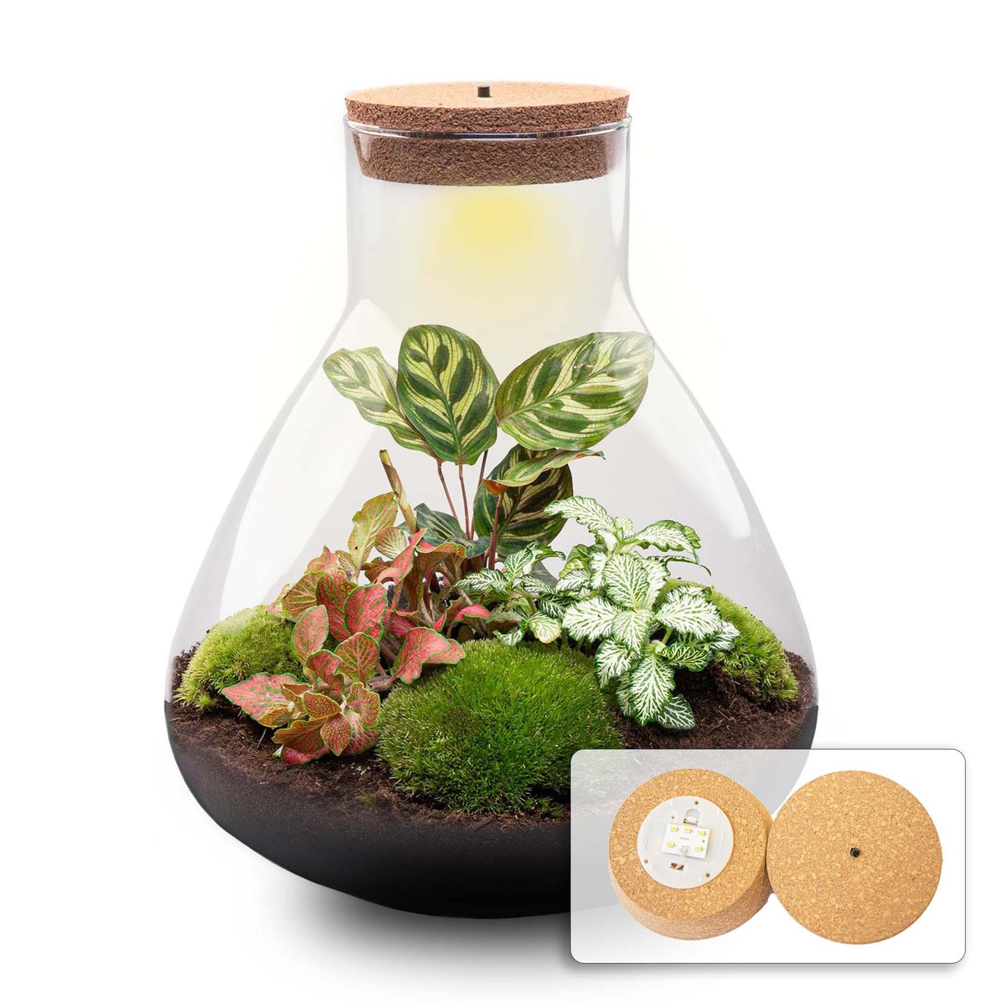 DIY Planten terrarium met licht | Sam XL Red