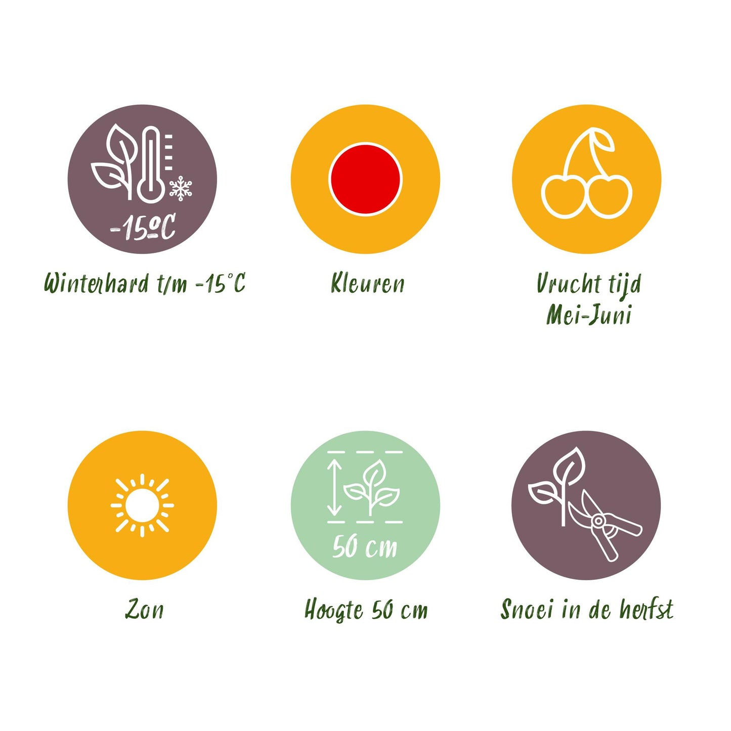 6 x Bio Fruitplanten | Aardbei | Fragaria Elvira