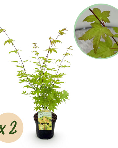 Acer palmatum ‘Summergold’ – Stralende gouden bladeren