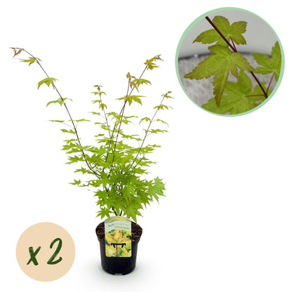 Japanse Esdoorn - Acer palmatum Summergold - Geel - 2 Planten