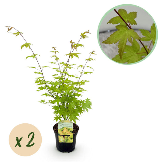 Japanse Esdoorn - Acer palmatum Summergold - Geel - 2 Planten