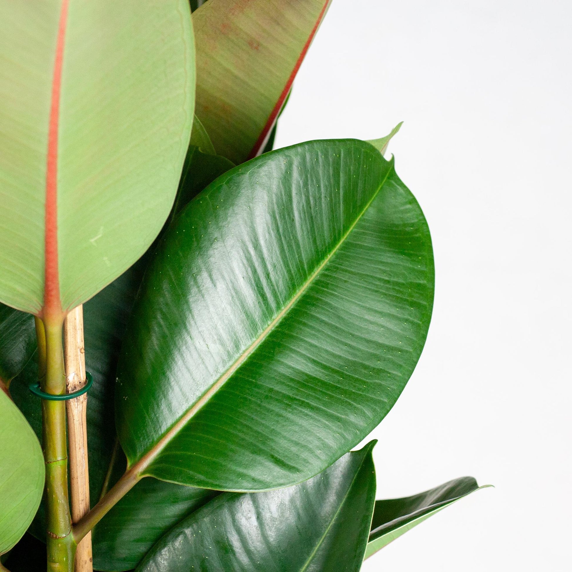 Ficussen zijn al jaren zeer populaire kamerplanten. De plant is populair door de vele soorten en maten die er zijn. Hij wordt ook wel eens Rubberboom, vioolbladplant of tabaksplant genoemd en komt oorspronkelijk uit het westen van Afrika. In ons assortiment vind je onder andere de Ficus Lyrata met groot blad, Ficus Benjamina, die ook wel Treurbijg word genoemd, met klein blad en de Ficus Microcarpa die lijkt op een bonsaiboom.