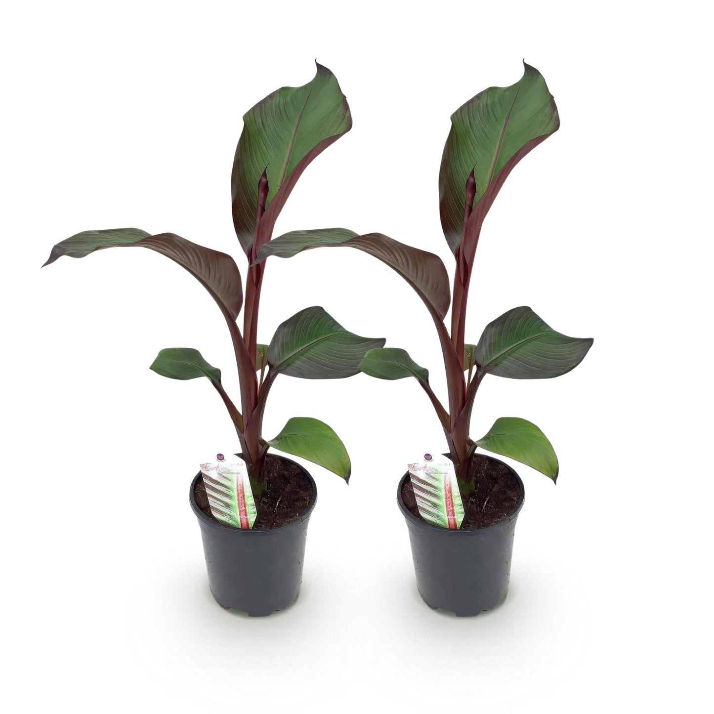 Bananen plant - Ensete ventricosum Maurelli - Winterhard - 2 planten - Pot 17cm Hoogte 40cm