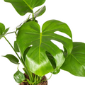 Monstera Deliciosa Tauerii | Kamerplant | Gatenplant