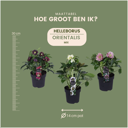 Set van 3 Helleborus Orientalis – bijzondere kerstroos met winterbloeiende bloemen in diverse kleuren, compact en onderhoudsvriendelijk, ideaal voor herfst- en wintertuin.