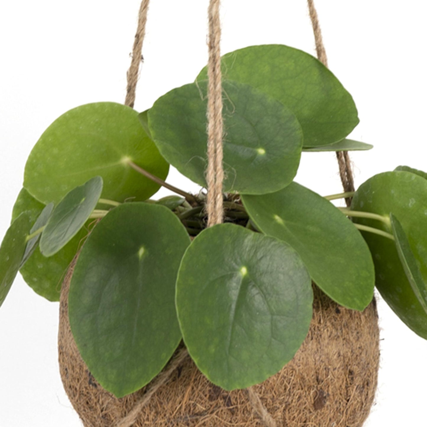 Kokodama Pilea Peperomiodes | Kamerplant