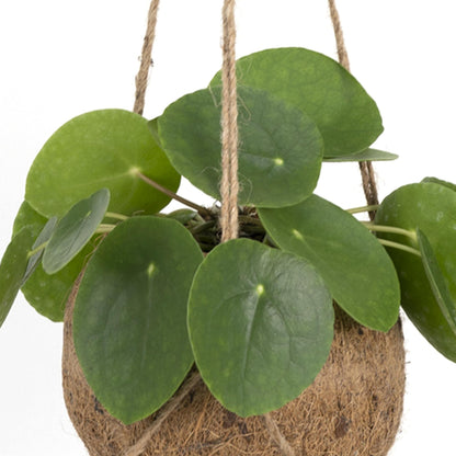 Kokodama Pilea Peperomiodes | Kamerplant