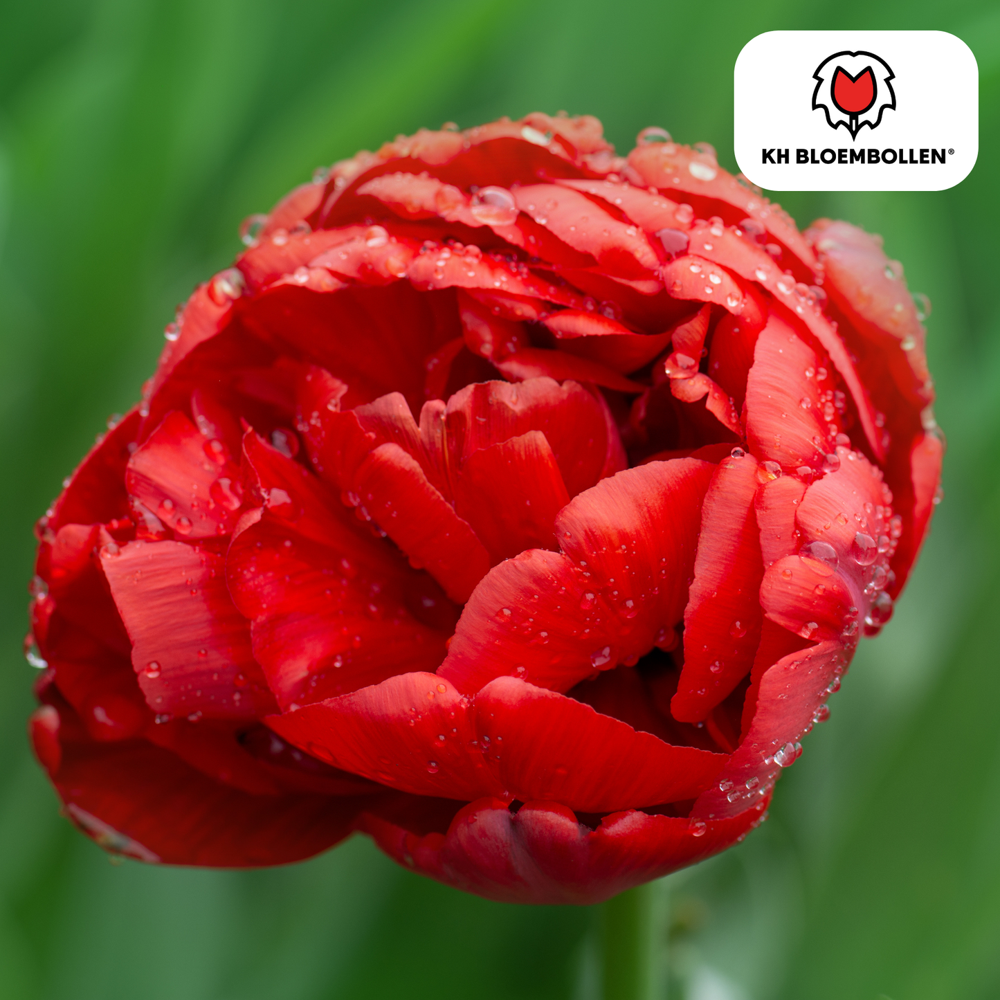 Tulpenbollen Bombastic Red – 20 stuks | Rode Pioentulp Dubbelbloemig