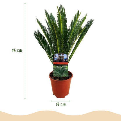 2x Cycas revoluta | Palmvaren | Kamer en Tuinplant