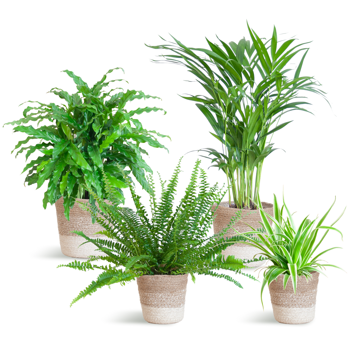 Set van 4 huisdiervriendelijke kamerplanten in duurzame handgevlochten zwarte jute plantenmanden – Krulvaren, Calathea, Goudpalm en Graslelie