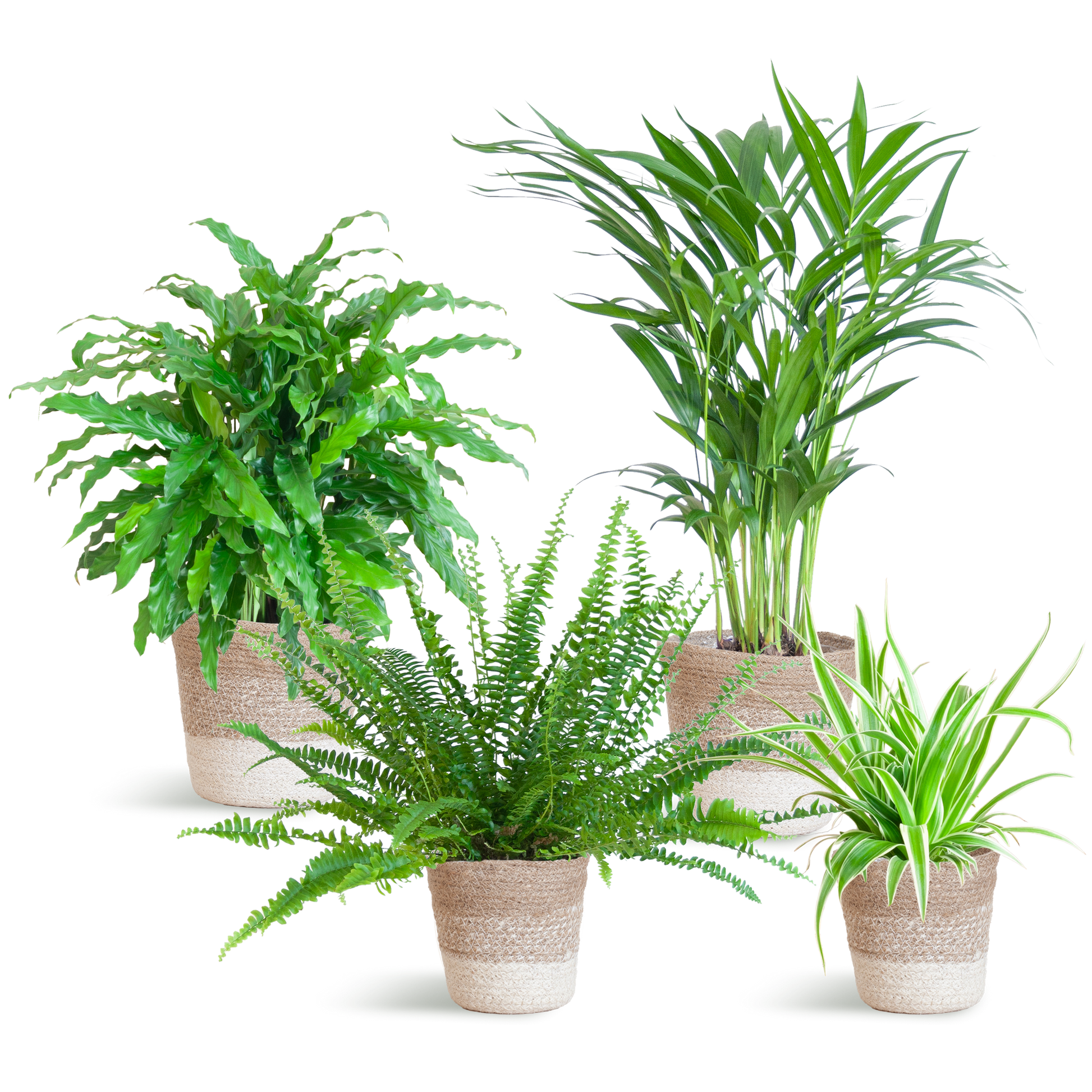 Set van 4 huisdiervriendelijke kamerplanten in duurzame handgevlochten zwarte jute plantenmanden – Krulvaren, Calathea, Goudpalm en Graslelie