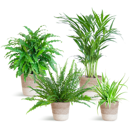 Set van 4 huisdiervriendelijke kamerplanten in duurzame handgevlochten zwarte jute plantenmanden – Krulvaren, Calathea, Goudpalm en Graslelie