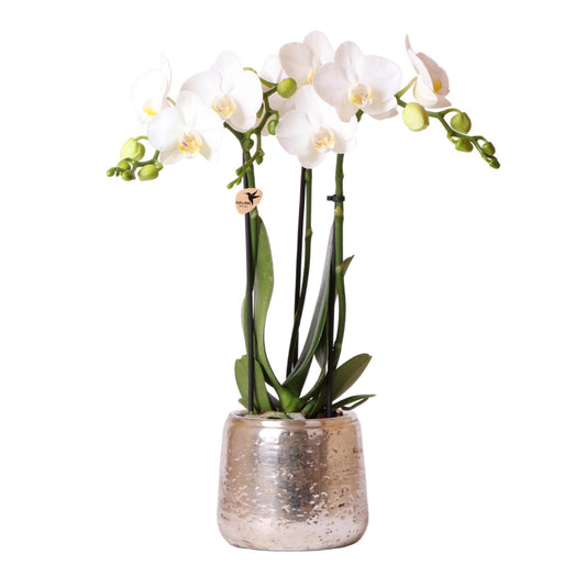 Witte Phalaenopsis Amabilis orchidee met 2-3 takken in luxe zilveren sierpot, Ø9cm, 40cm hoog, bloeiende kamerplant