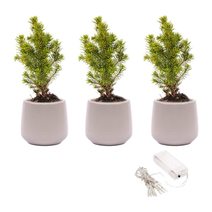 3x Mini Kerstboom Joey | Grijze Pot