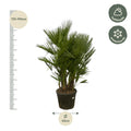 Chamaerops Humilis Multi Stam | Binnen en Buiten | Europese Dwergpalm | XXL - Planttoday