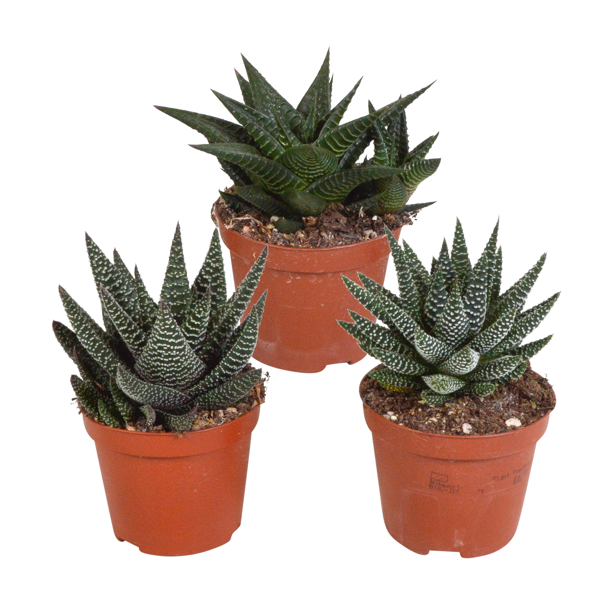 Mix van 3 Gasteria’s en Haworthia’s in verschillende kleuren, hoogtes en vormen – kamerplanten van topkwaliteit